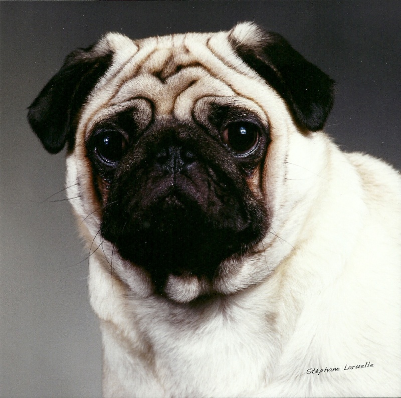 Jules Lord of Greyskull