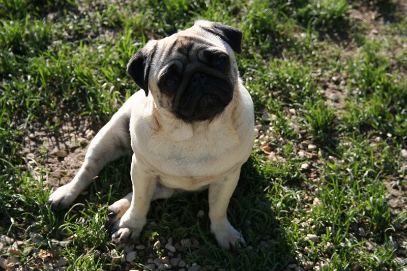 Melhia Lord of Greyskull