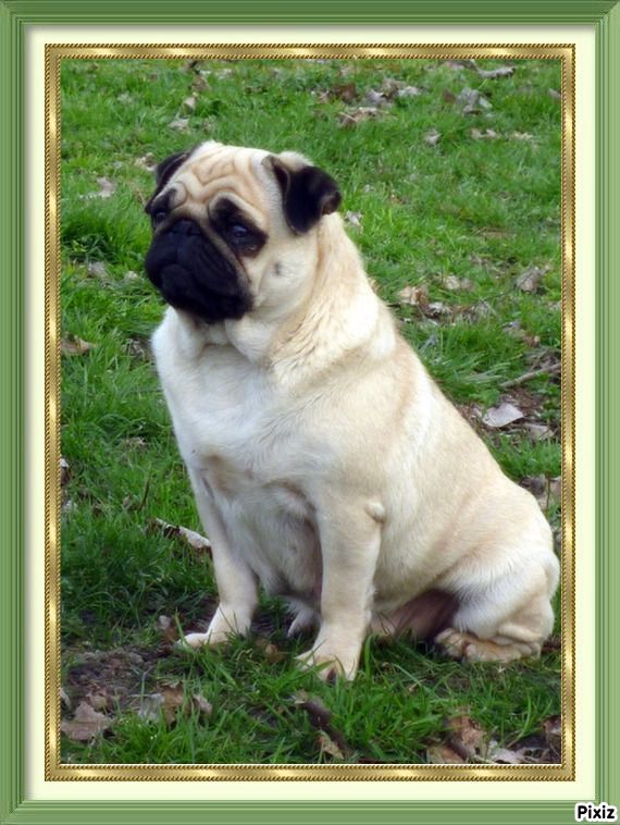 CH. Kilya Lord of Greyskull